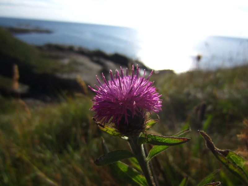 Common Knapweed Centaurea nigra lus-y-cramman doo