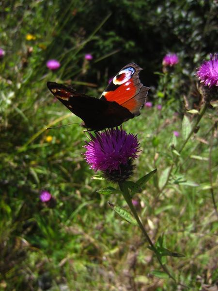 Common Knapweed Centaurea nigra lus-y-cramman doo