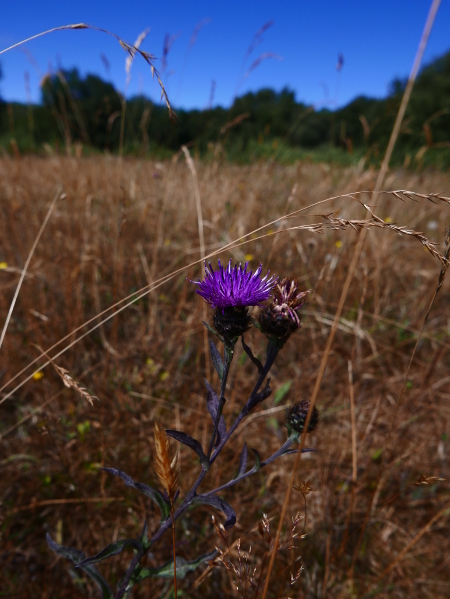 Common Knapweed Centaurea nigra lus-y-cramman doo