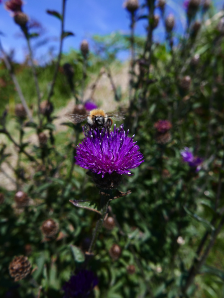 Common Knapweed Centaurea nigra lus-y-cramman doo