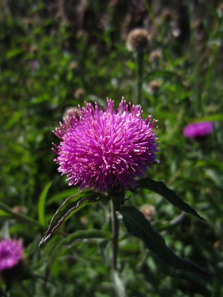 Common Knapweed Centaurea nigra lus-y-cramman doo