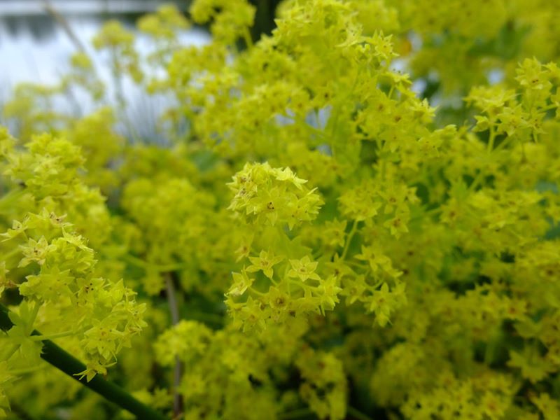 Common Lady's Mantle Alchemilla vulgaris Brattag-Voirrey