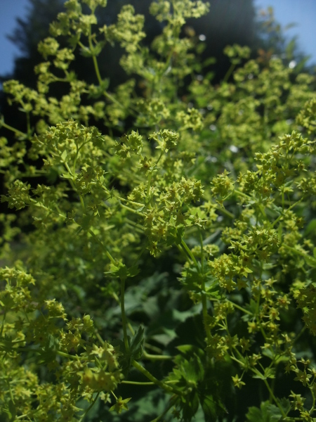 Common Lady's Mantle Alchemilla vulgaris Brattag-Voirrey