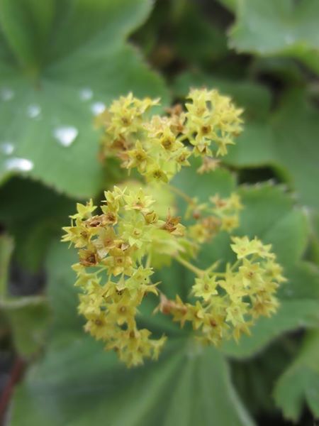 Common Lady's Mantle Alchemilla vulgaris Brattag-Voirrey