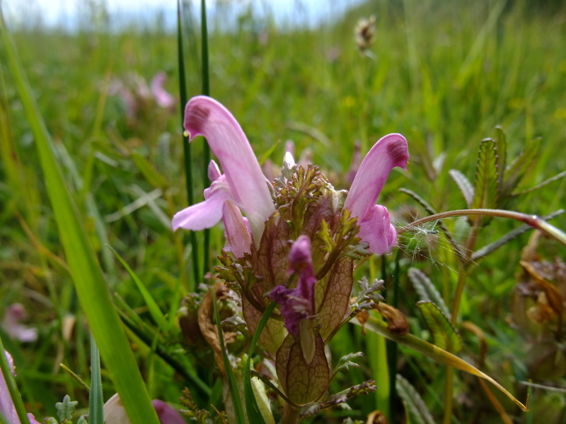 Common Lousewort Pedicularis sylvatica Lus ny meeylllyn veg