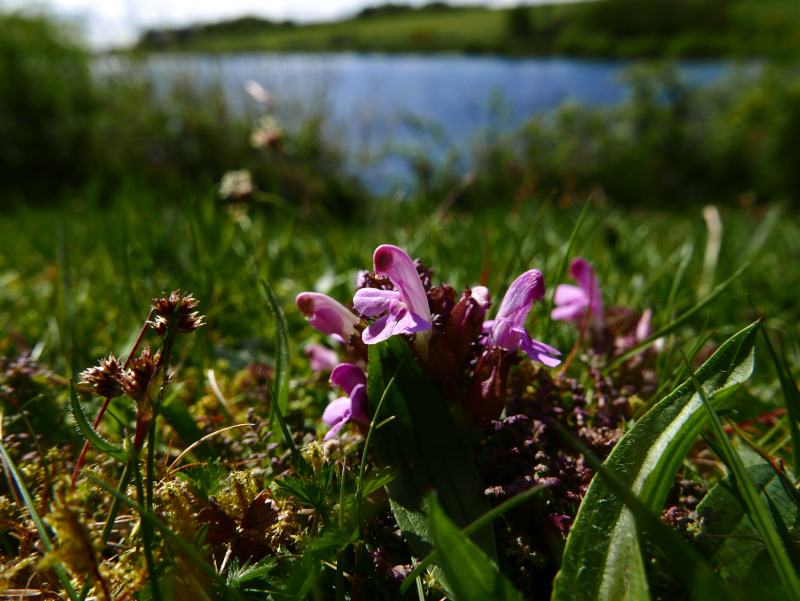 Common Lousewort Pedicularis sylvatica Lus ny meeylllyn veg