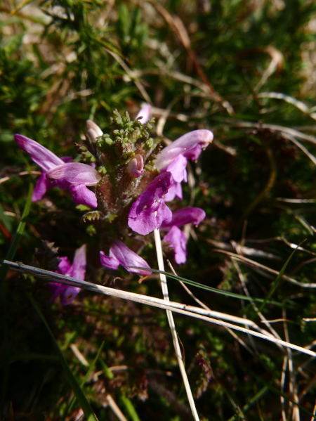 Common Lousewort Pedicularis sylvatica Lus ny meeylllyn veg