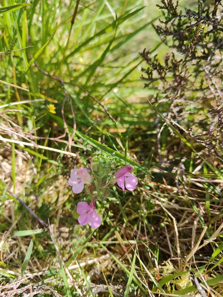 Common Lousewort Pedicularis sylvatica Lus ny meeylllyn veg