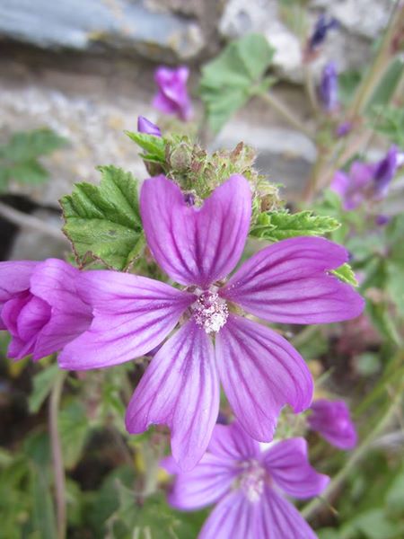 Common Mallow Malva sylvestris lus ny moyl Moirrey