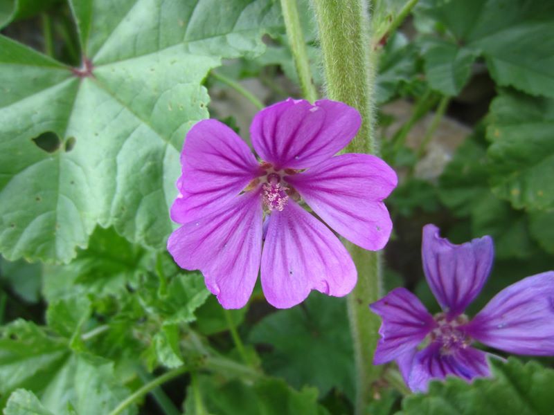 Common Mallow Malva sylvestris lus ny moyl Moirrey