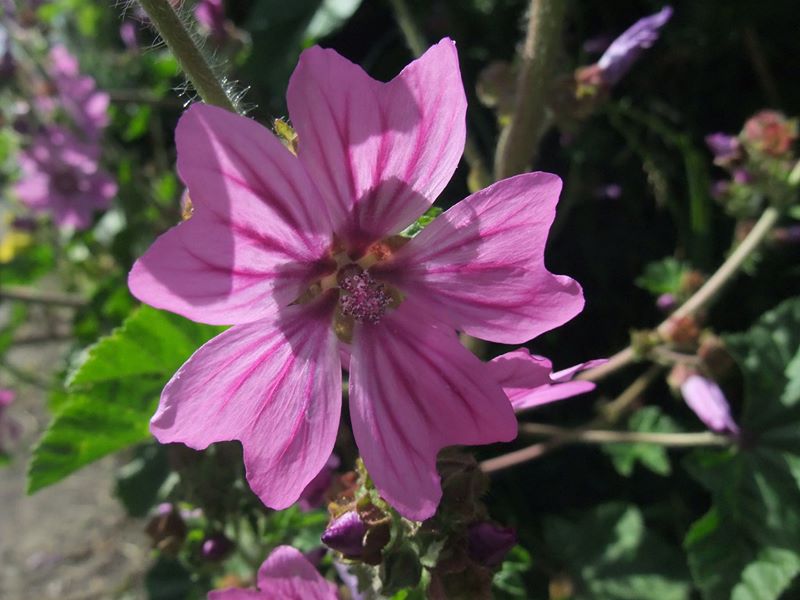 Common Mallow Malva sylvestris lus ny moyl Moirrey