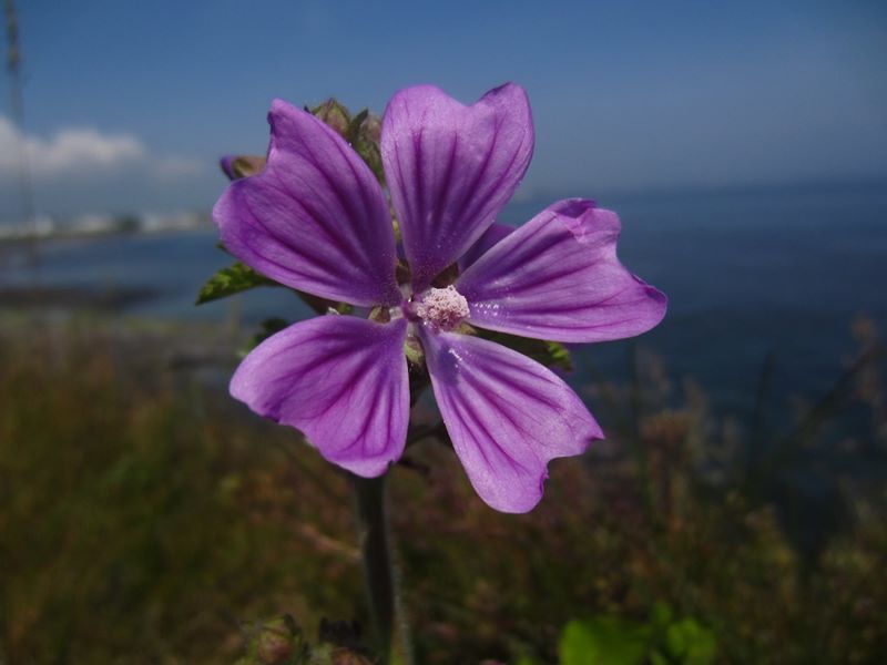 Common Mallow Malva sylvestris lus ny moyl Moirrey