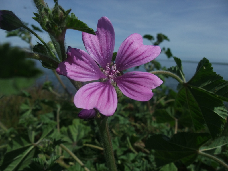 Common Mallow Malva sylvestris lus ny moyl Moirrey