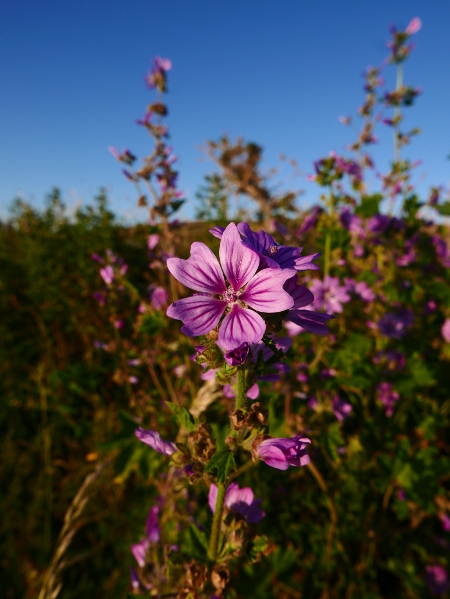 Common Mallow Malva sylvestris lus ny moyl Moirrey