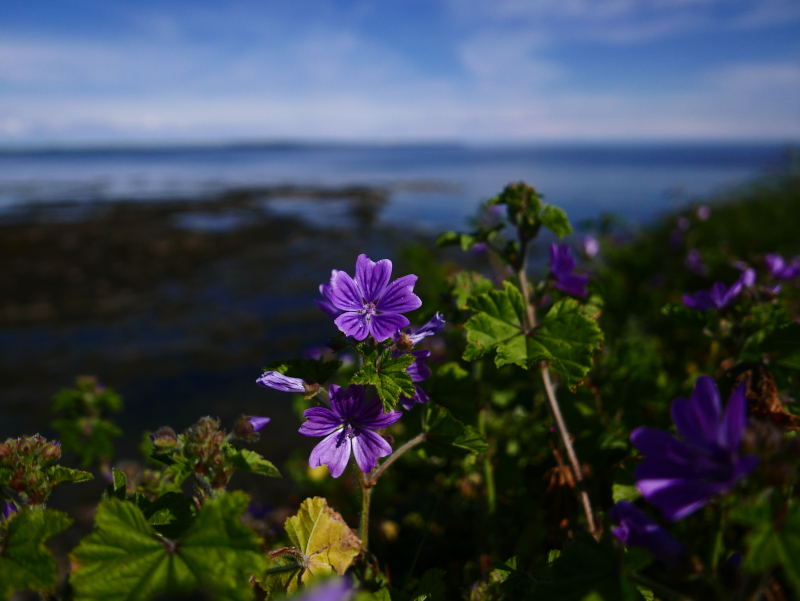 Common Mallow Malva sylvestris lus ny moyl Moirrey