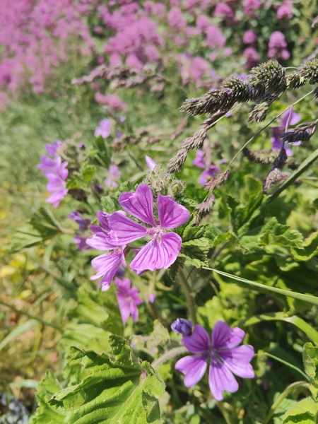 Common Mallow Malva sylvestris lus ny moyl Moirrey