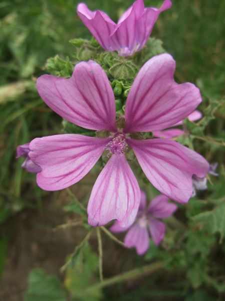 Common Mallow Malva sylvestris lus ny moyl Moirrey