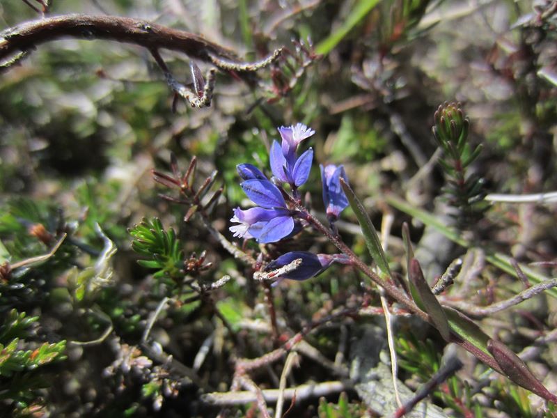 Common Milkwort Polygala vulgaris Lus y vainney