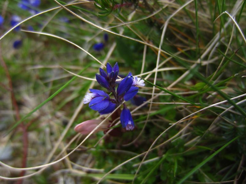 Common Milkwort Polygala vulgaris Lus y vainney