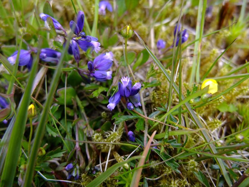 Common Milkwort Polygala vulgaris Lus y vainney