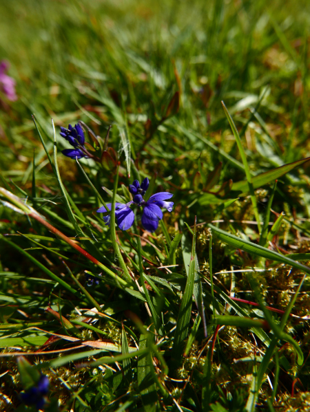 Common Milkwort Polygala vulgaris Lus y vainney