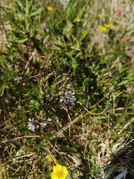 Common Milkwort Polygala vulgaris Lus y vainney