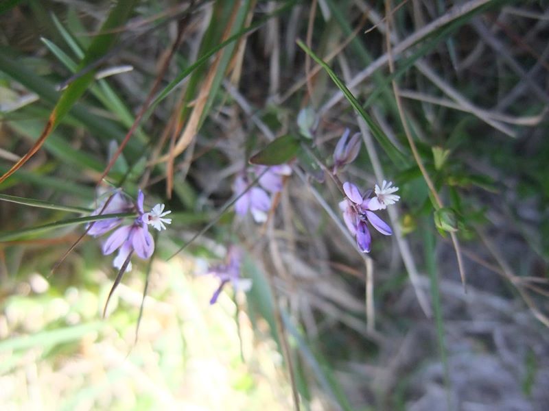 Common Milkwort Polygala vulgaris Lus y vainney