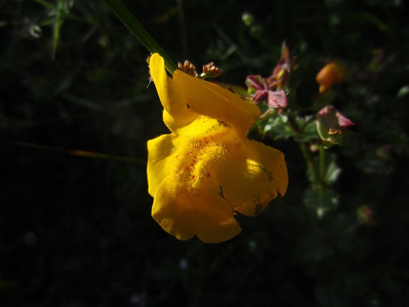 Common Monkey-flower Erythranthe guttatus Meil-vooar y trooan