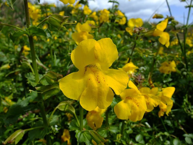 Common Monkey-flower Erythranthe guttatus Meil-vooar y trooan