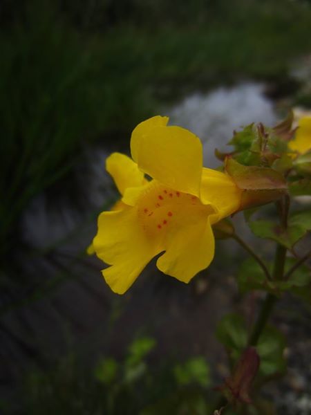 Common Monkey-flower Erythranthe guttatus Meil-vooar y trooan