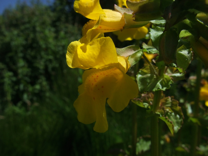 Common Monkey-flower Erythranthe guttatus Meil-vooar y trooan