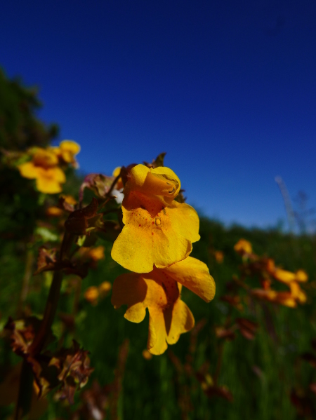 Common Monkey-flower Erythranthe guttatus Meil-vooar y trooan