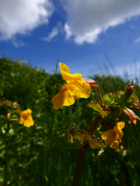 Common Monkey-flower Erythranthe guttatus Meil-vooar y trooan