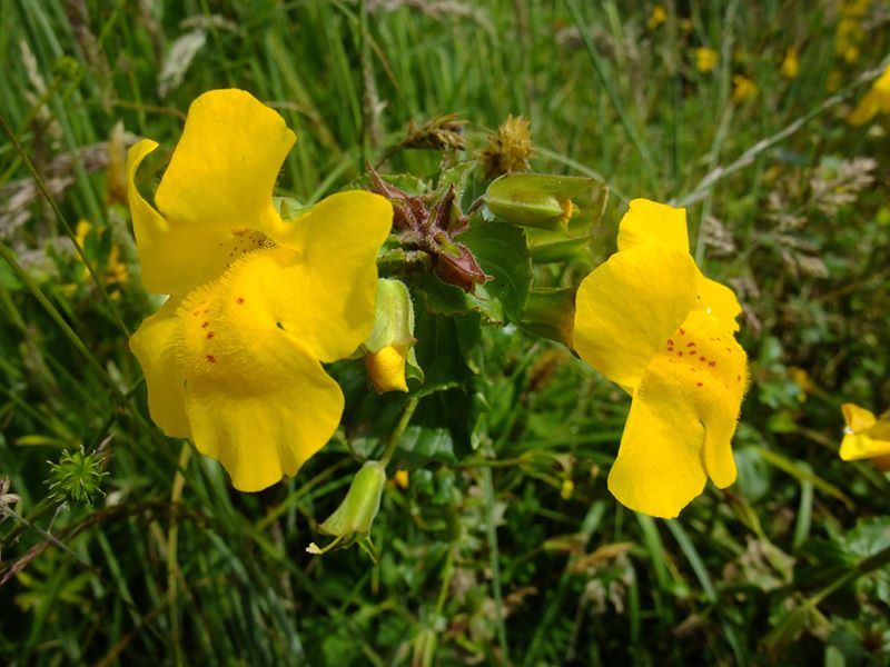 Common Monkey-flower Erythranthe guttatus Meil-vooar y trooan