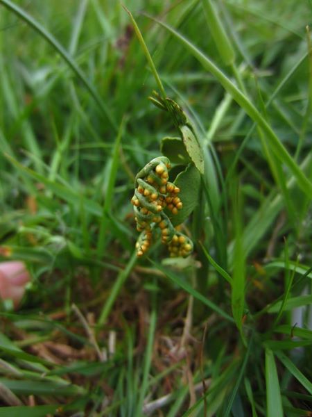 Common Moonwort Botrychium lunaria Lus luna