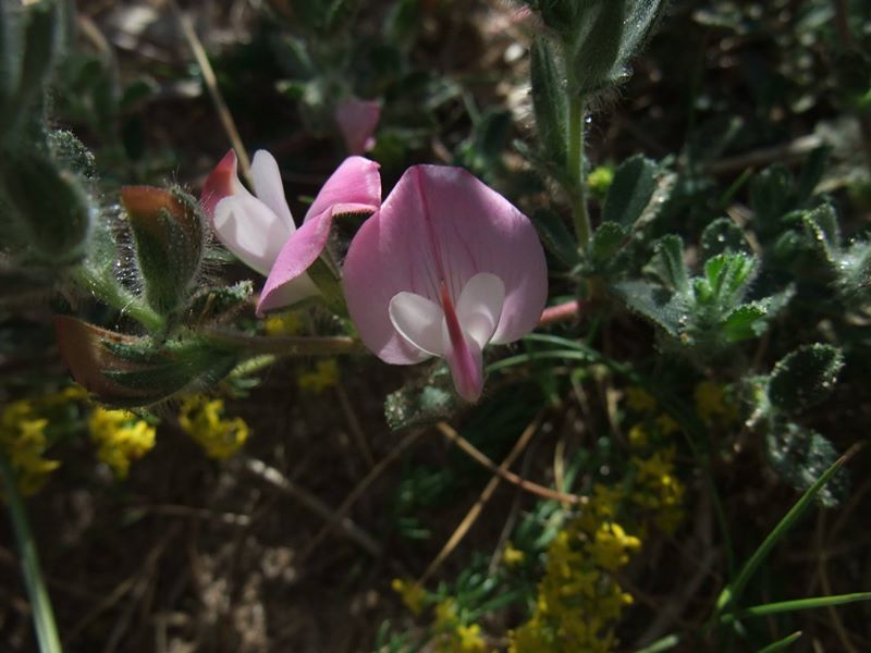 Common Restharrow Ononis repens streng bow