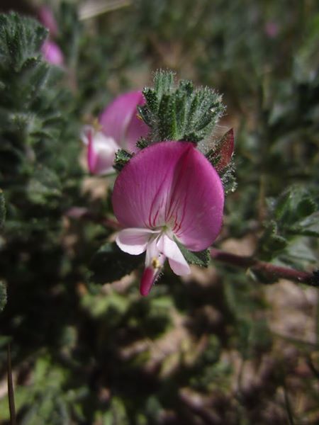 Common Restharrow Ononis repens streng bow