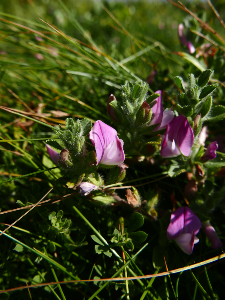 Common Restharrow Ononis repens streng bow