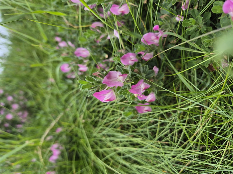 Common Restharrow Ononis repens streng bow