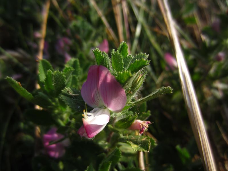 Common Restharrow Ononis repens streng bow