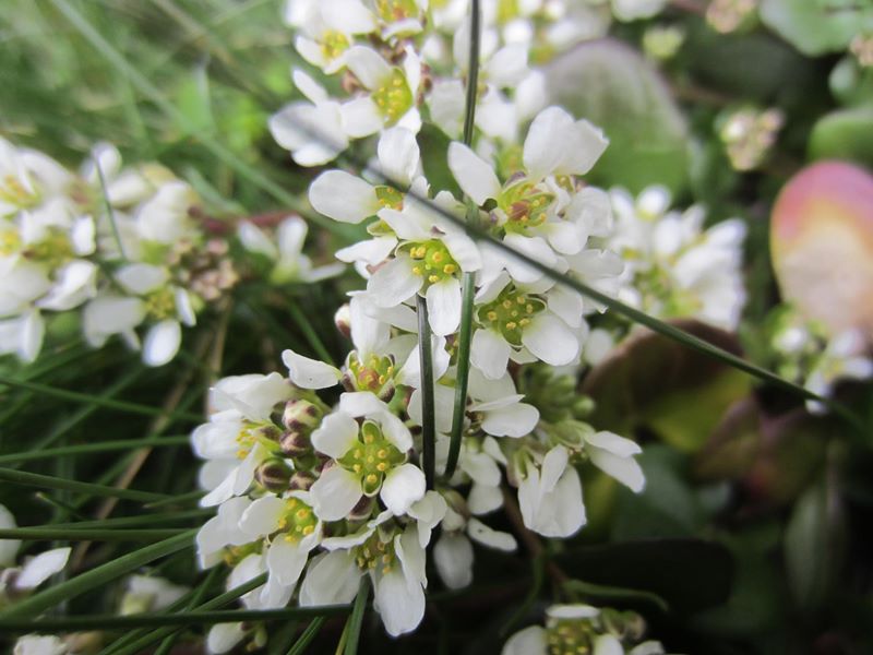 Common Scurvygrass Cochlearia officinalis Scrub Y Traie