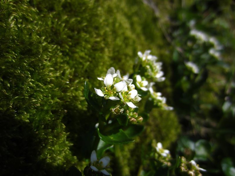 Common Scurvygrass Cochlearia officinalis Scrub Y Traie