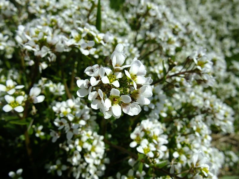 Common Scurvygrass Cochlearia officinalis Scrub Y Traie