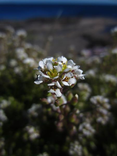 Common Scurvygrass Cochlearia officinalis Scrub Y Traie