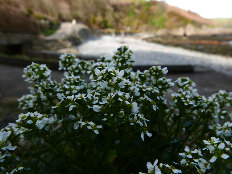 Common Scurvygrass Cochlearia officinalis Scrub Y Traie