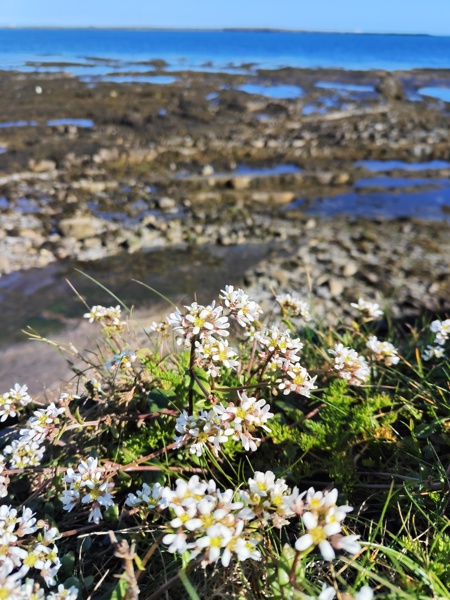 Common Scurvygrass Cochlearia officinalis Scrub Y Traie