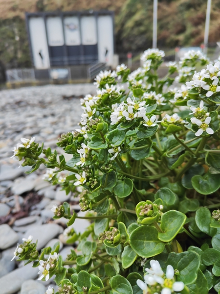 Common Scurvygrass Cochlearia officinalis Scrub Y Traie