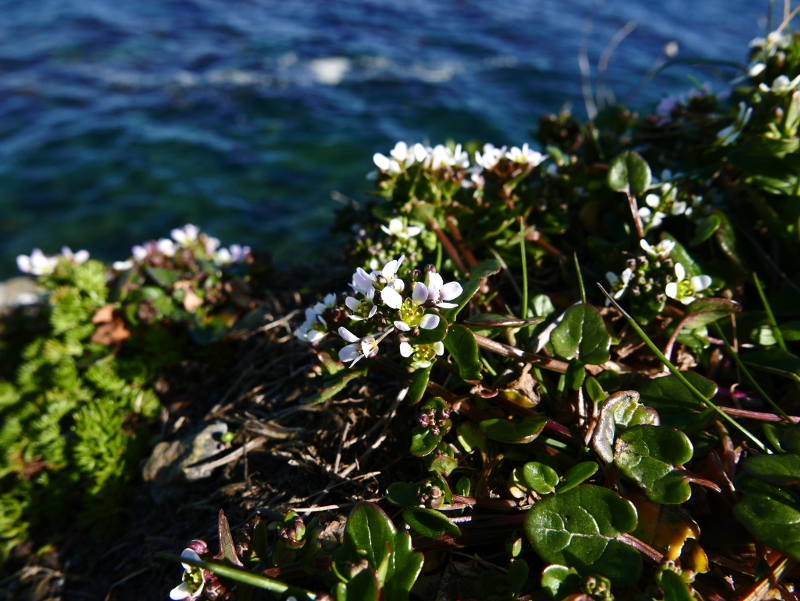 Common Scurvygrass Cochlearia officinalis Scrub Y Traie