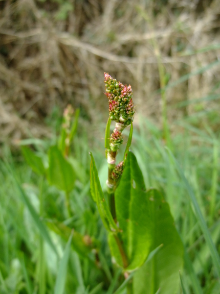 Common Sorrel Rumex acetosa Shughlaig