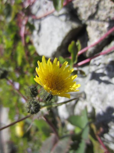 Common Sow Thistle Sonchus oleraceus bee-muck